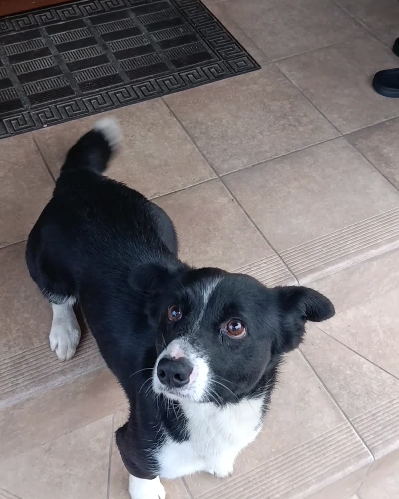 Chien dans l'entrée d'une maison